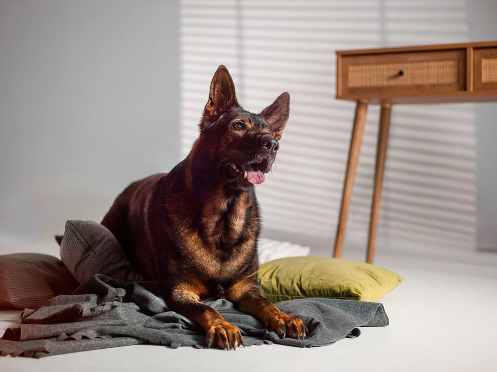 The Truth About Kibble: Clearing Up Common Misconceptions