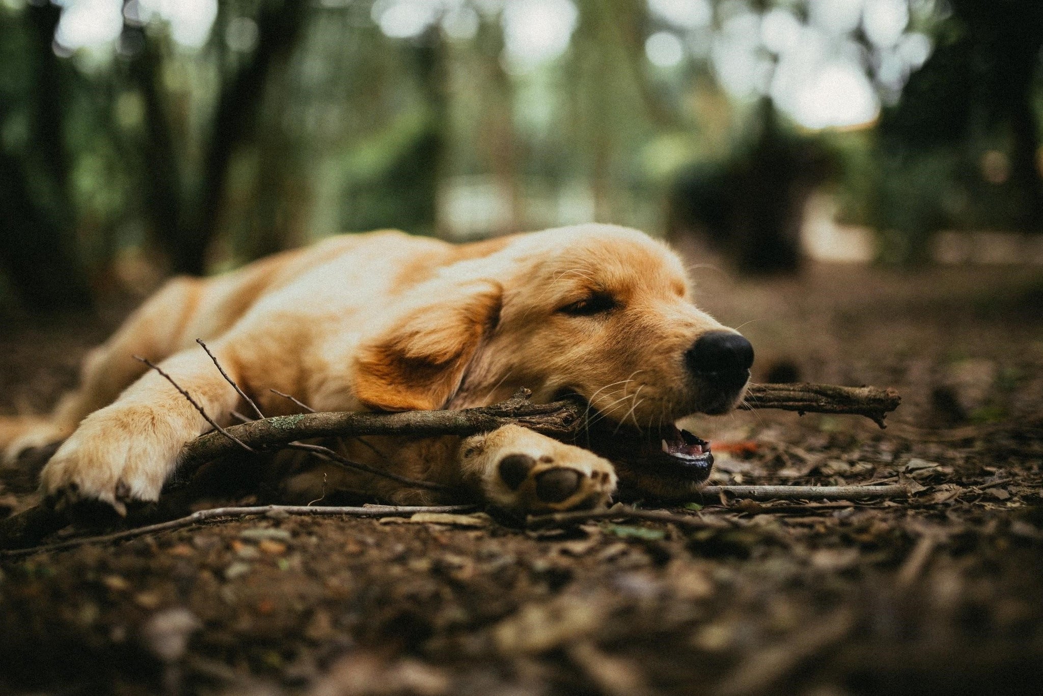 How to Help Your Dog If They Have Stiff Joints: learn how to care for their joints