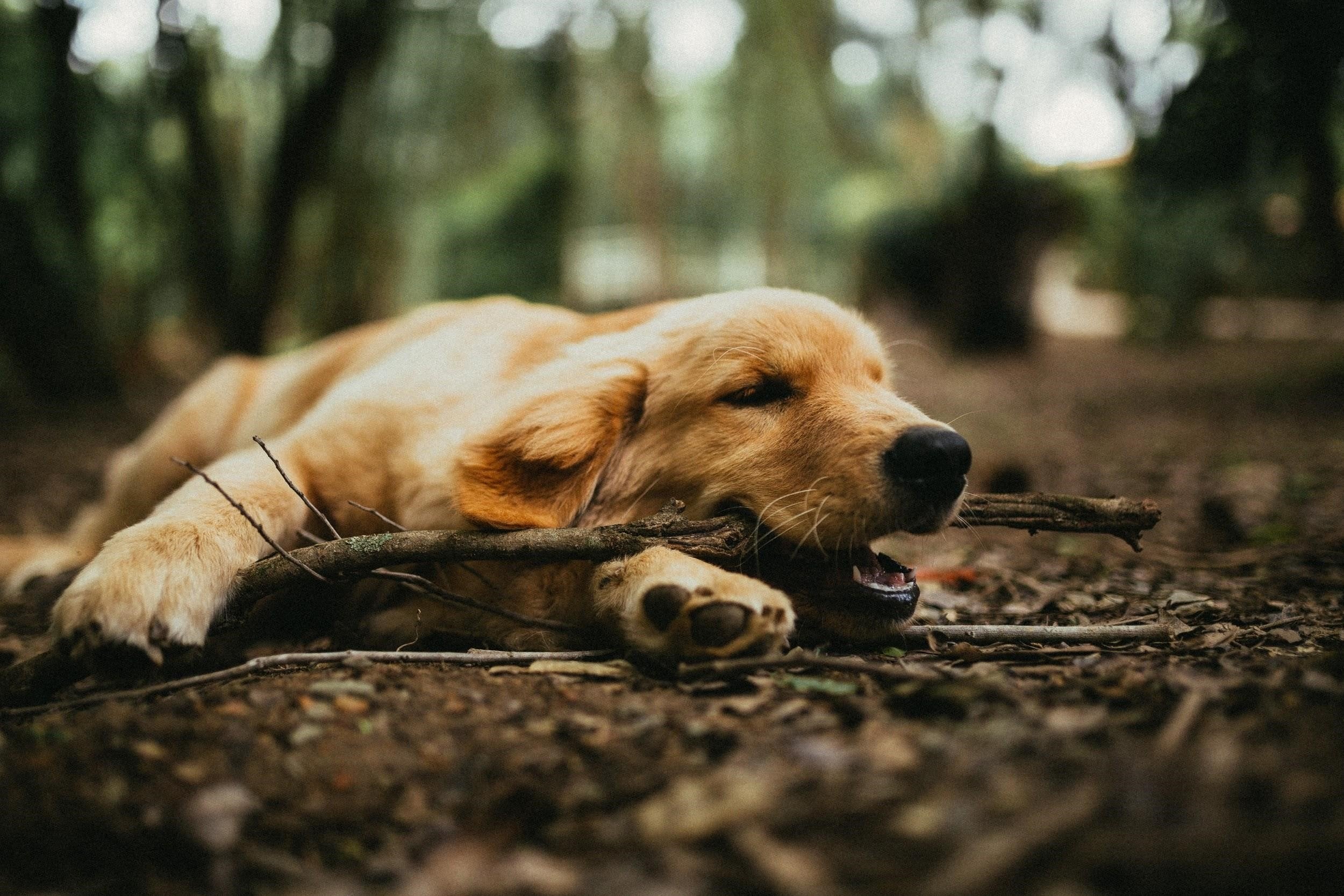 Dog is sale stiff and lethargic