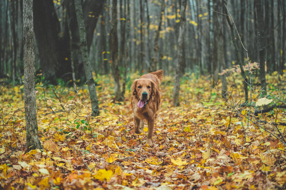 Should I Feed My Dog Grain Free? Exploring the Benefits of AATU Grain Free Pet Food