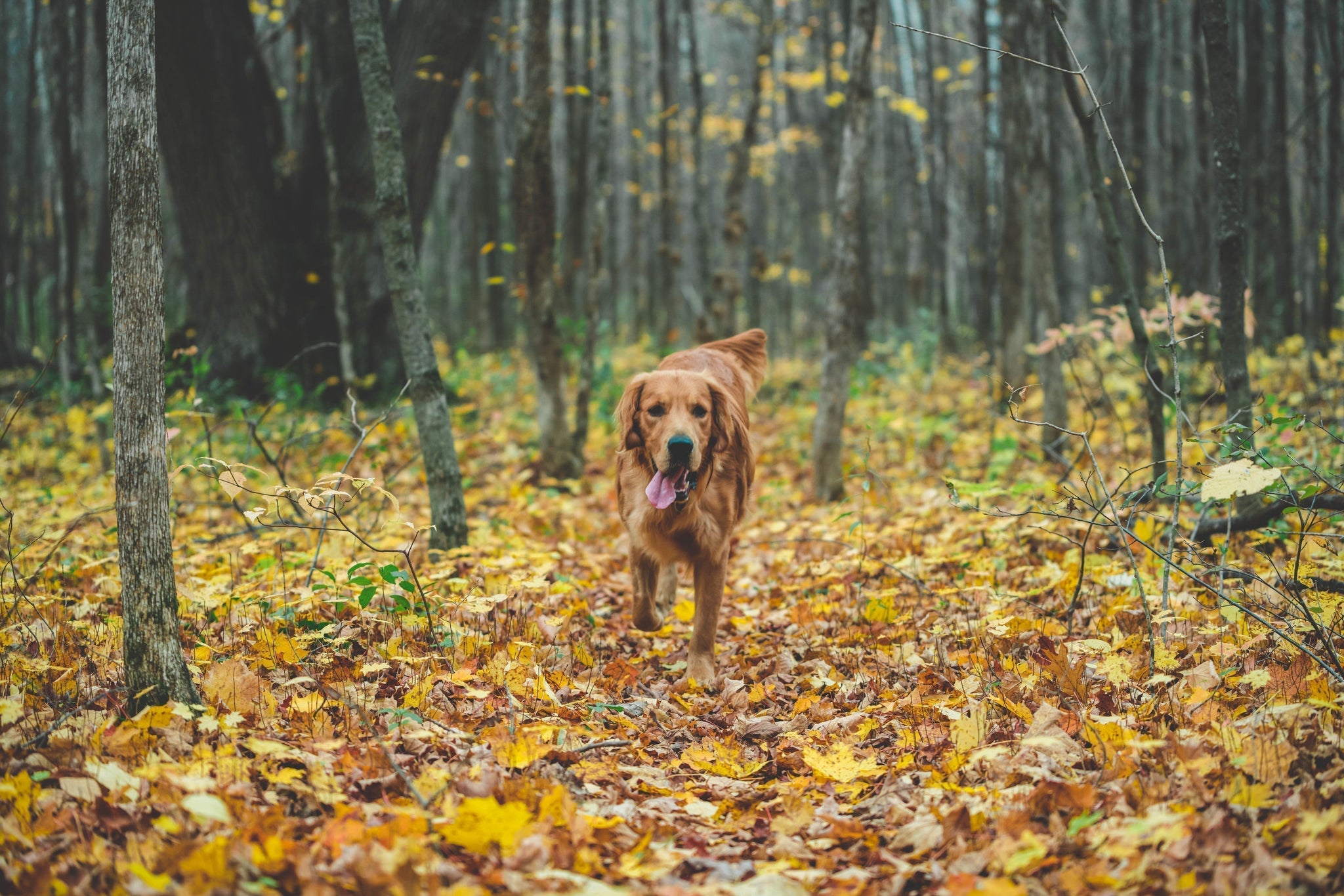 Should I Feed My Dog Grain Free? Exploring the Benefits of AATU Grain Free Pet Food