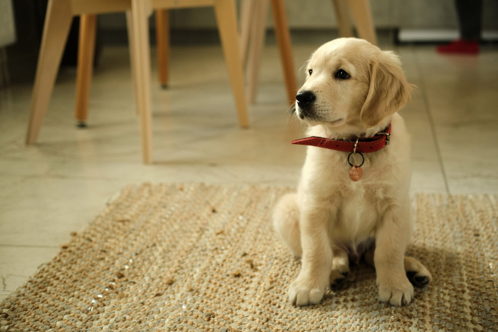 AATU alternative to raw puppy food