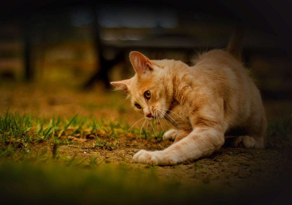 Can Cats Eat a Vegetarian Diet? Do they need a high protein diet?