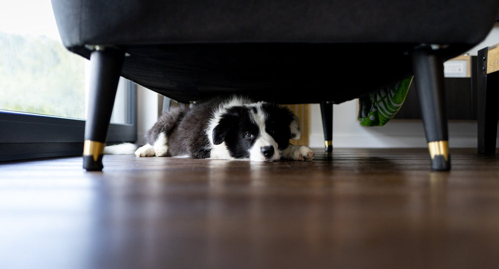Preparing Your Dog for Bonfire Night: How to help my dog being scared?