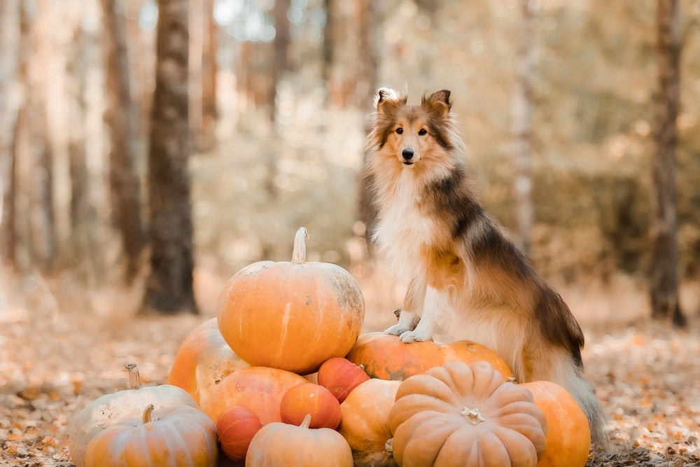 How to Enjoy a Fun and Safe Halloween with Your Dog