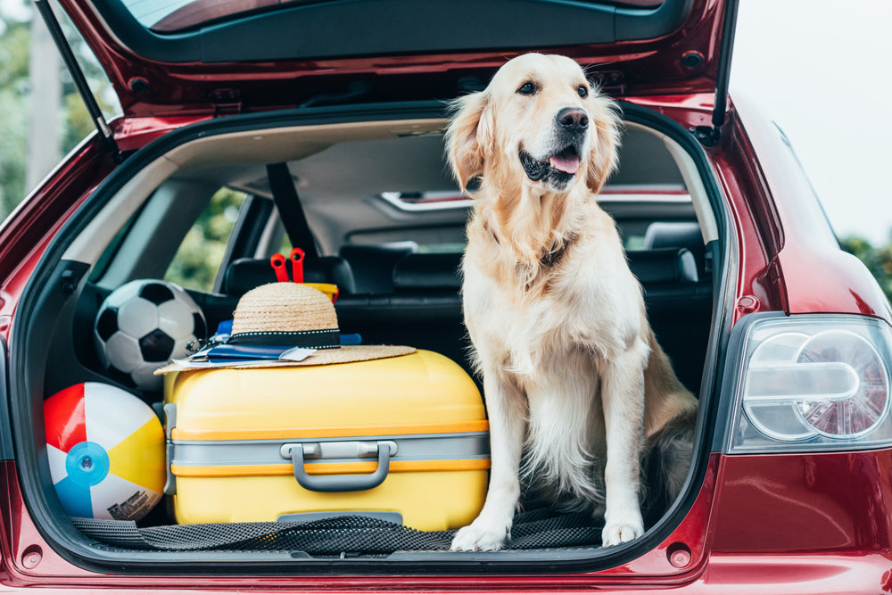 The Essentials to Pack When Going on Holiday with Your Dog