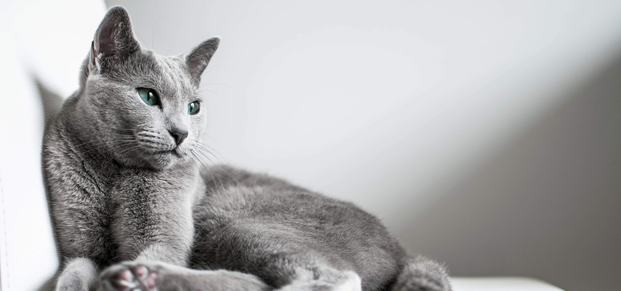 grey cat sitting on a white sofa