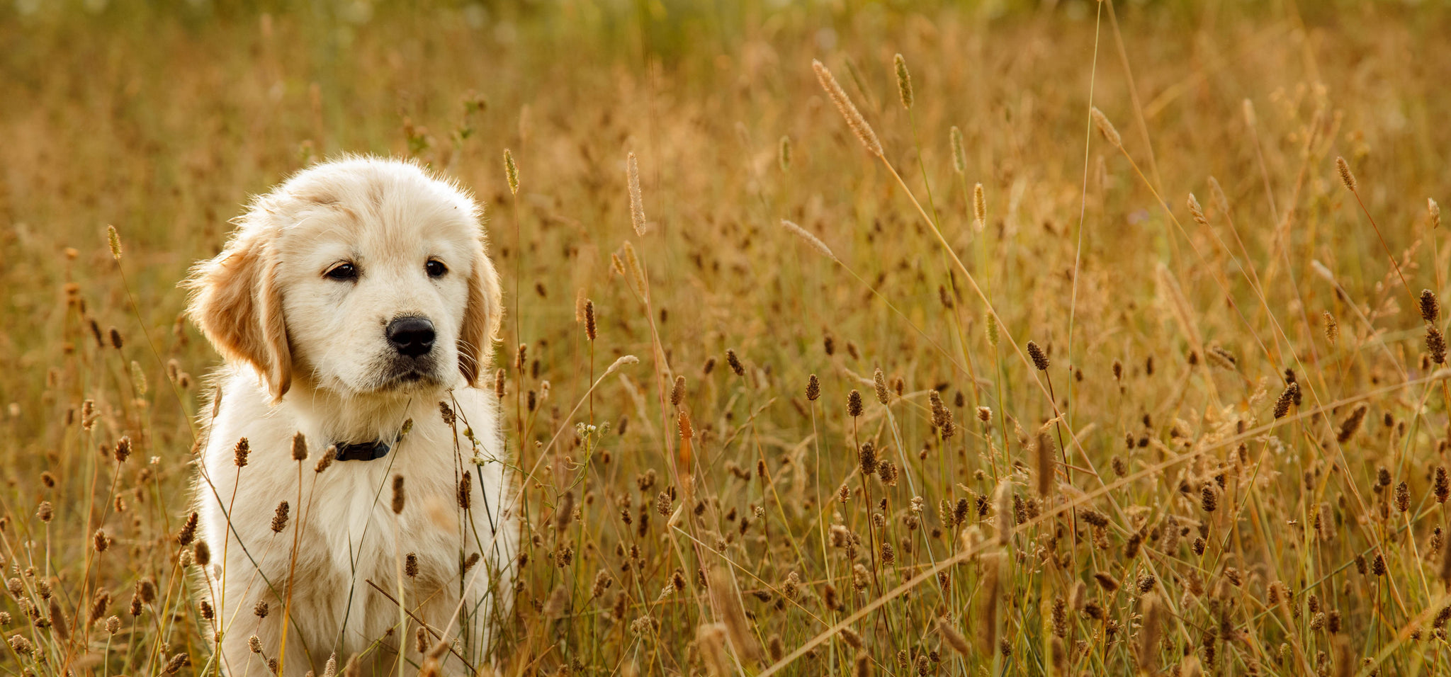 golden retriever puppy in a field 
