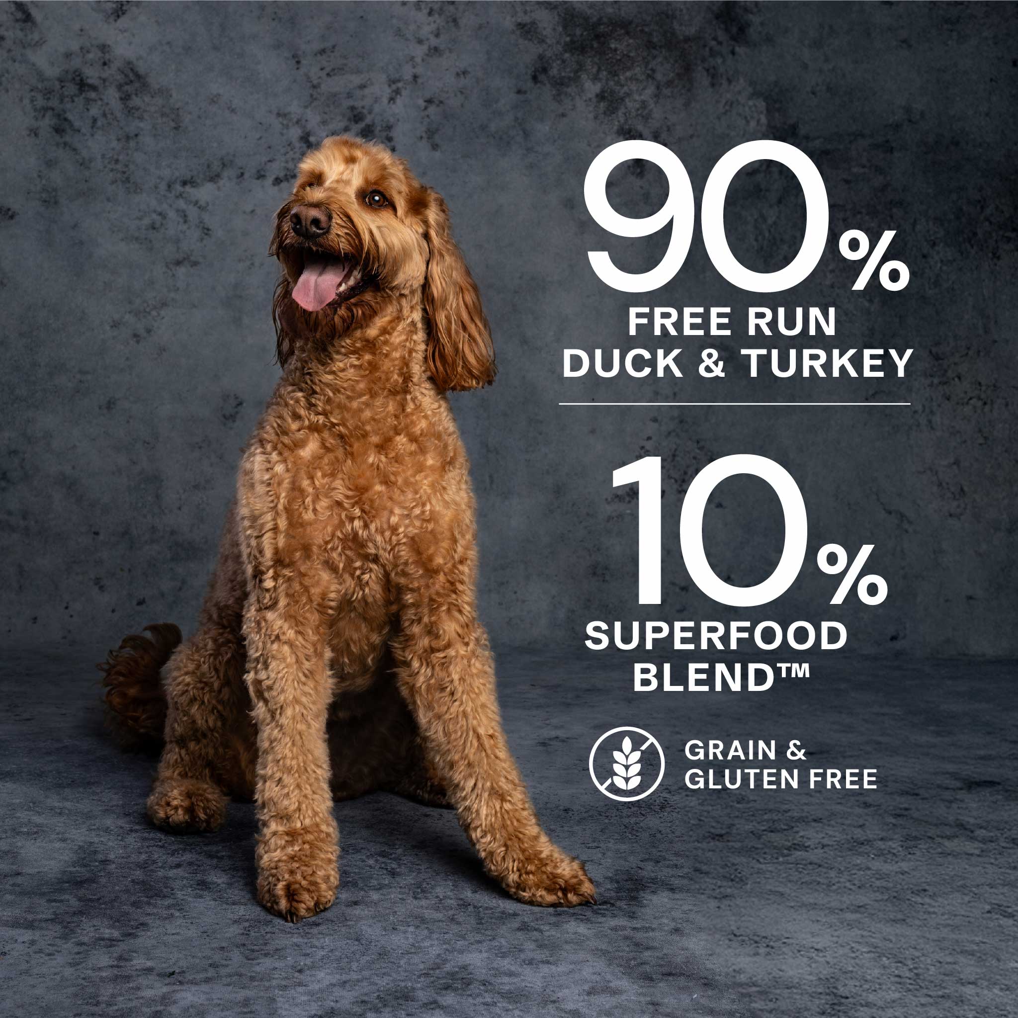 Duck & Turkey Wet Dog Food - Duck & Turkey Wet Dog Food