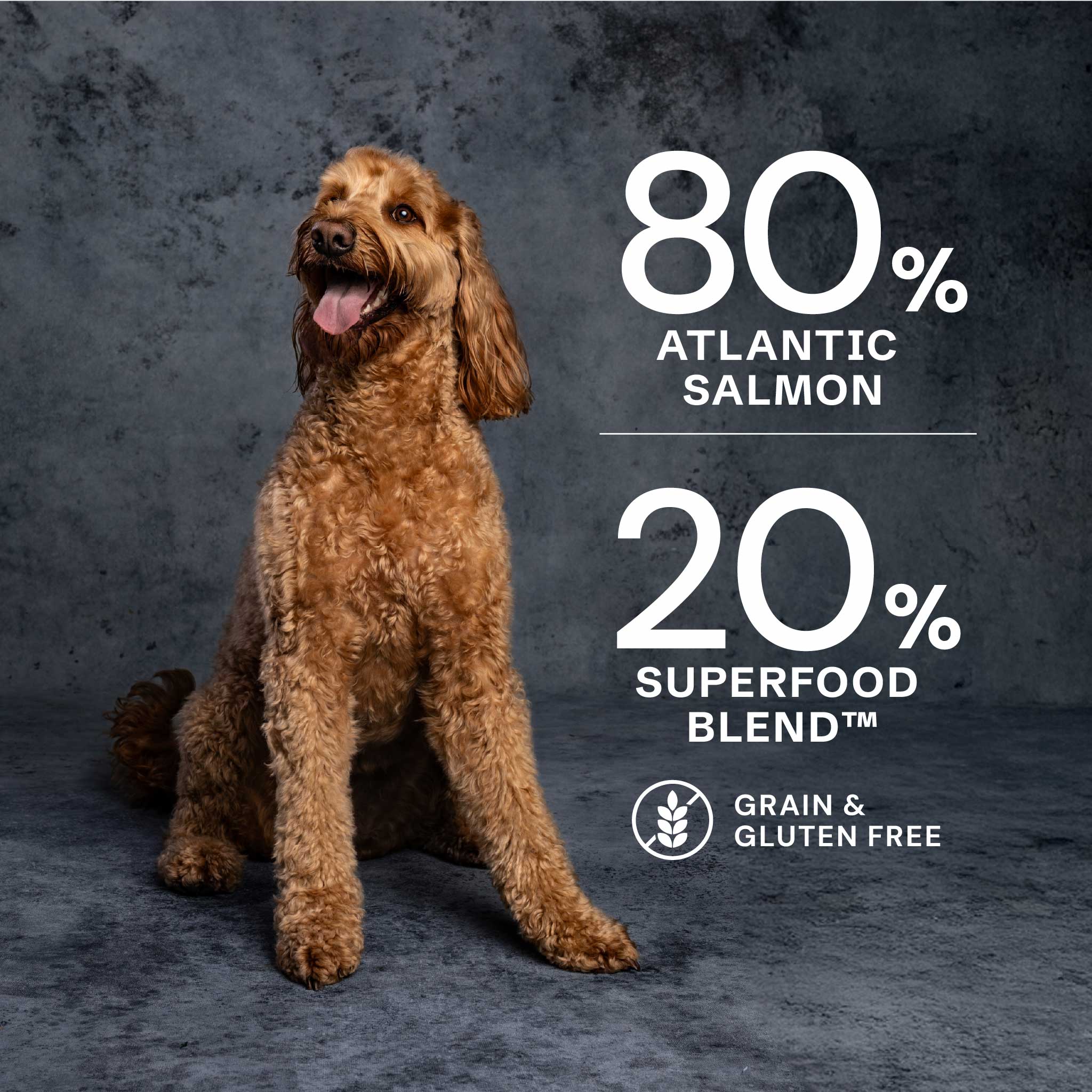 Salmon Dry Dog Food - Salmon Dry Dog Food
